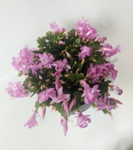 Christmas Cactus with pink flowers