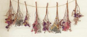 Dried Flowers Hanging Upside Down