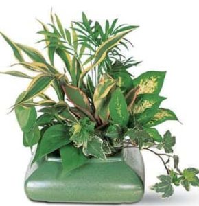 Planted in natural baskets or ceramic containers.