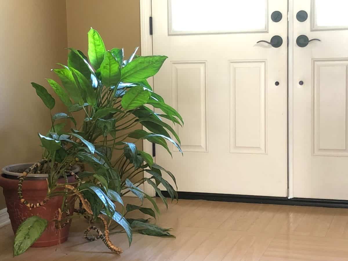 Signs of a Plant Not Getting Enough Sunlight VanderSalm's