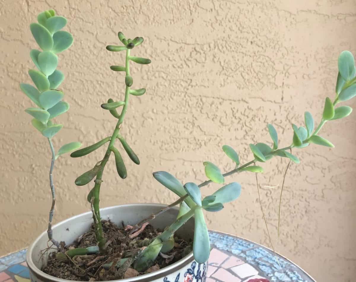 Signs of a Plant Not Getting Enough Sunlight VanderSalm's