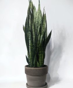 Tall Snake Plant